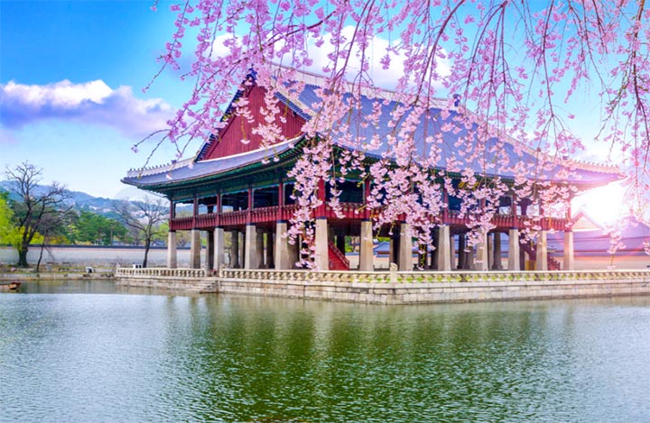 korea cherry blossom forecast 02